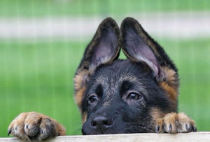 Собака Собака