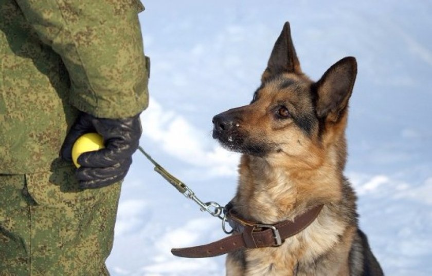 Дрессировка собаки Дрессировка собаки