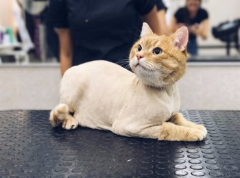 Для чего нужна стрижка кошкам