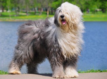 Порода собак бобтейл (староанглийская овчарка), описание