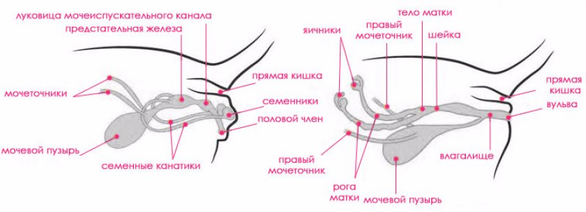 Половая система кошки и кота