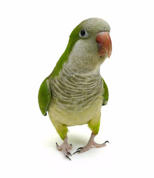 Квакер Квакер