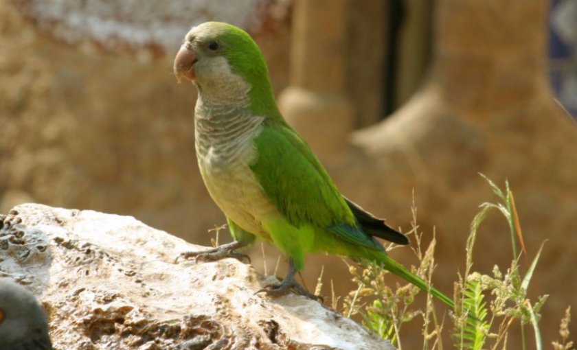 Квакер Квакер