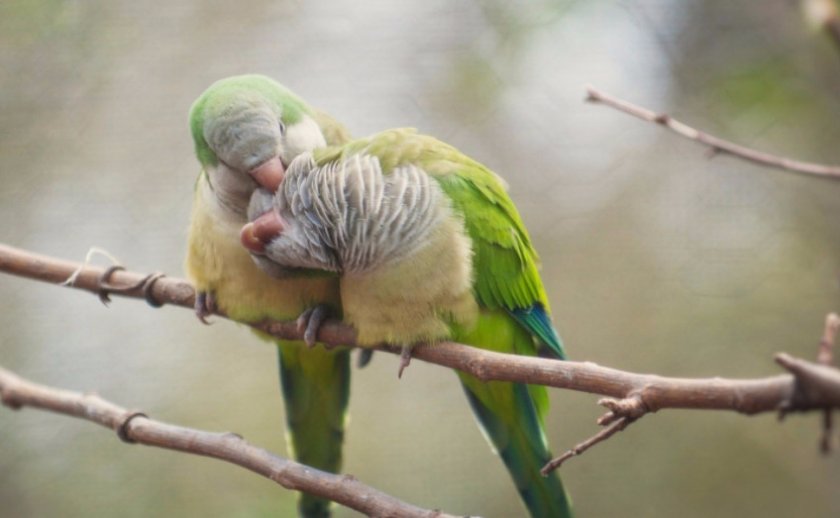 Квакер Квакер