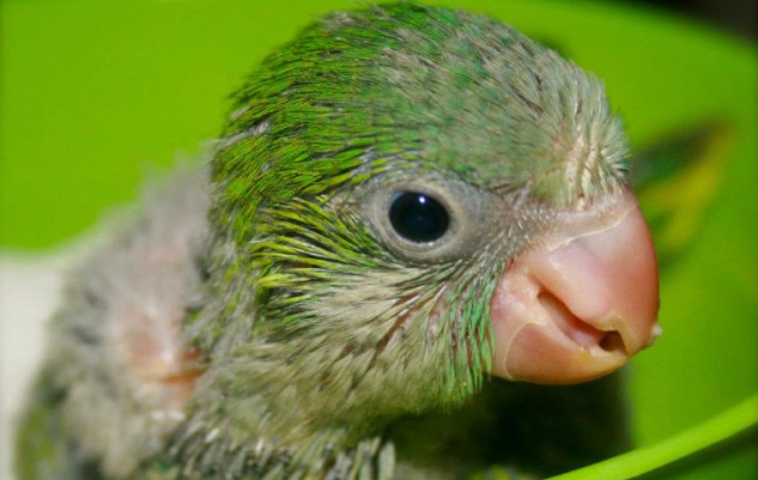 Квакер Квакер