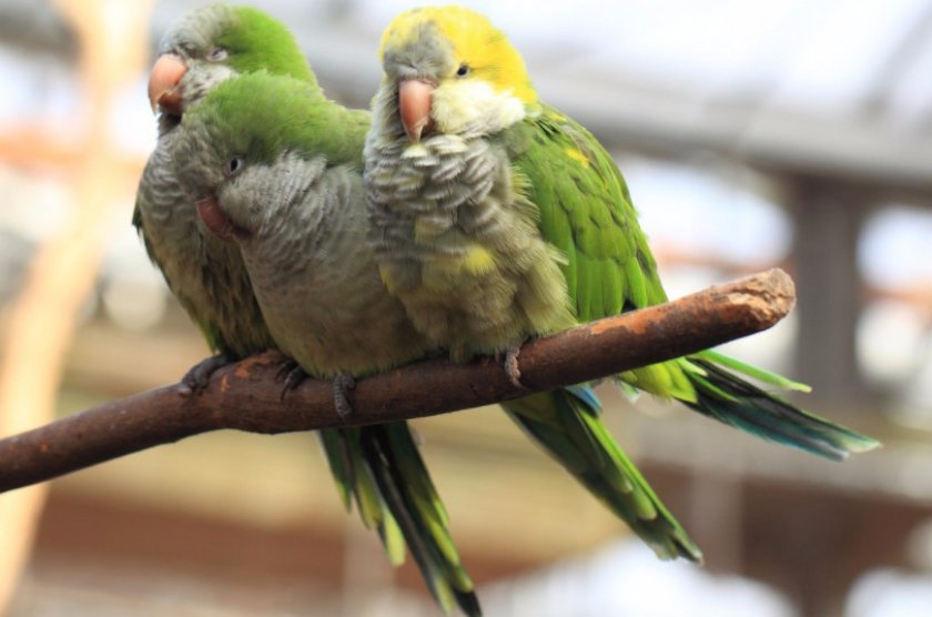Попугай квакер Попугай квакер