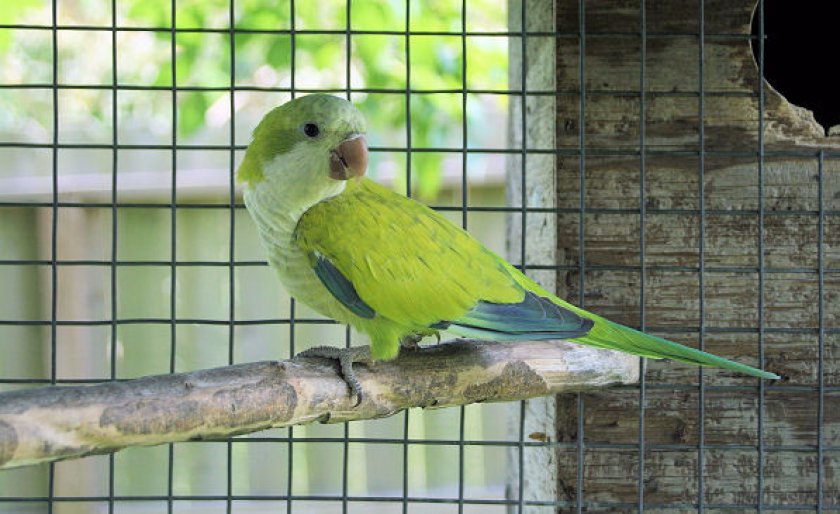 Квакер Квакер