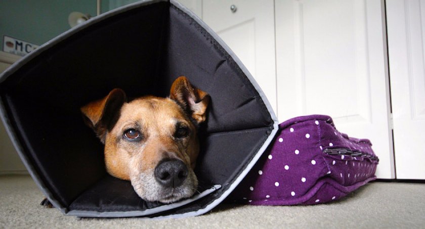 После кастрации