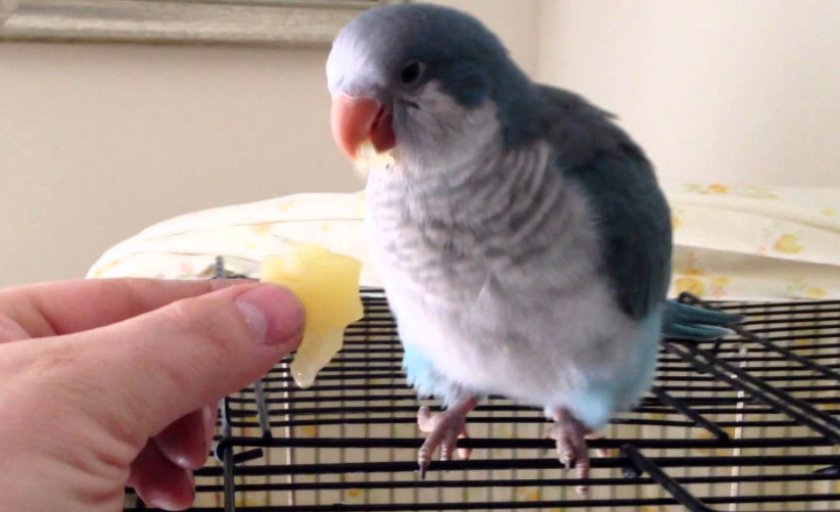 Кормление Кормление