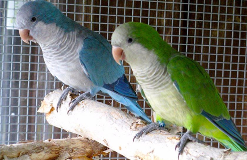 Квакеры Квакеры