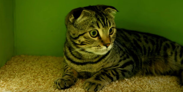 кошка кошка