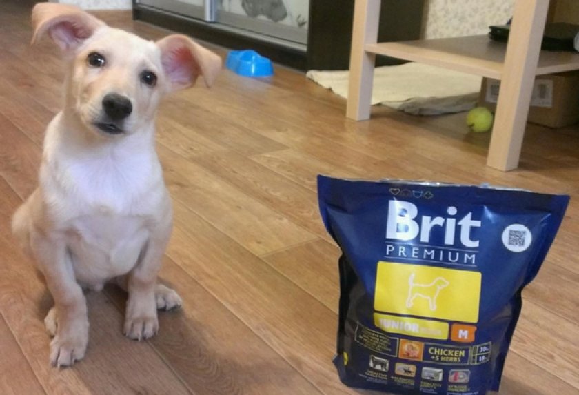 корм для собак «Брит»