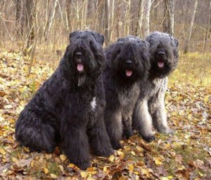 Фландрский бувье