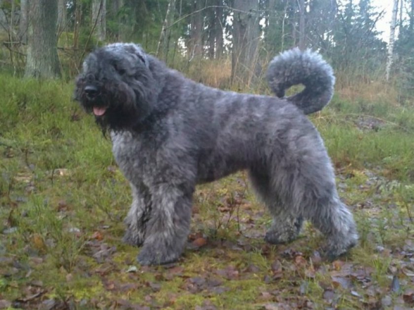 Фландрский бувье