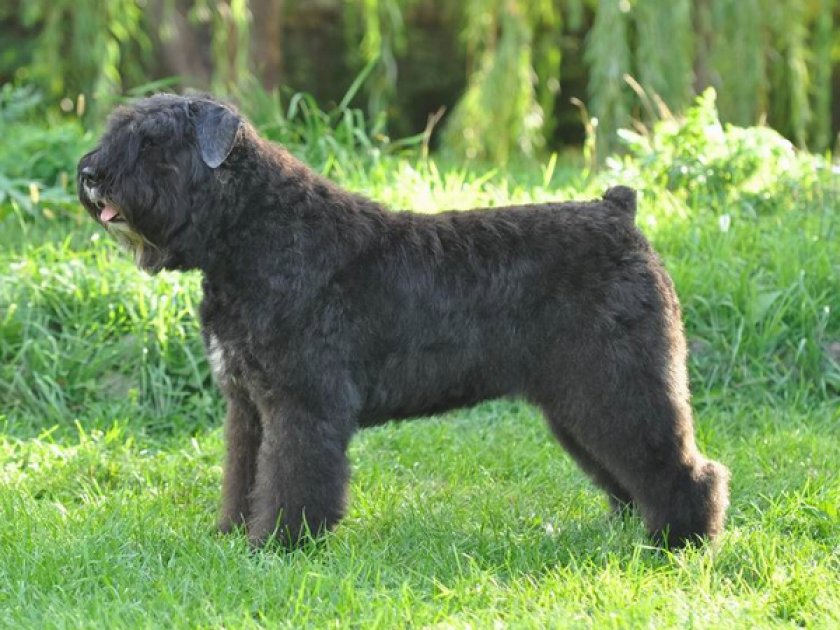 Фландрский бувь