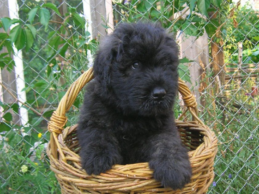 Щенок фландрский бувь