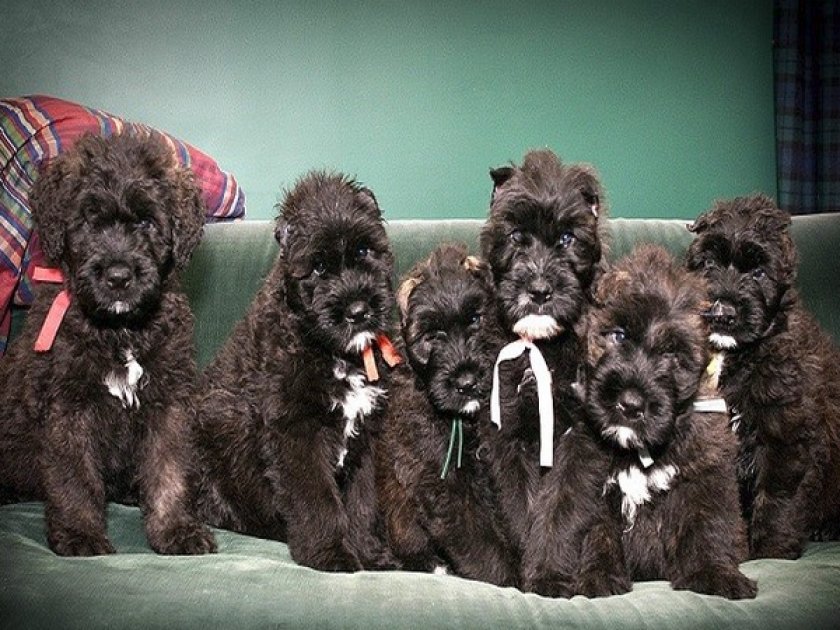 Щенок фландрский бувь