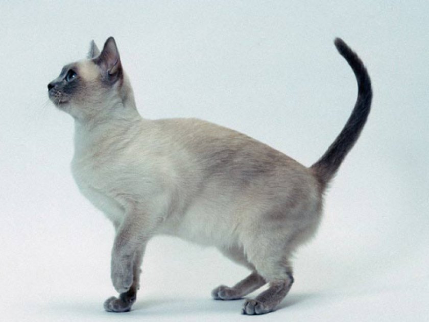 Тонкинская кошка