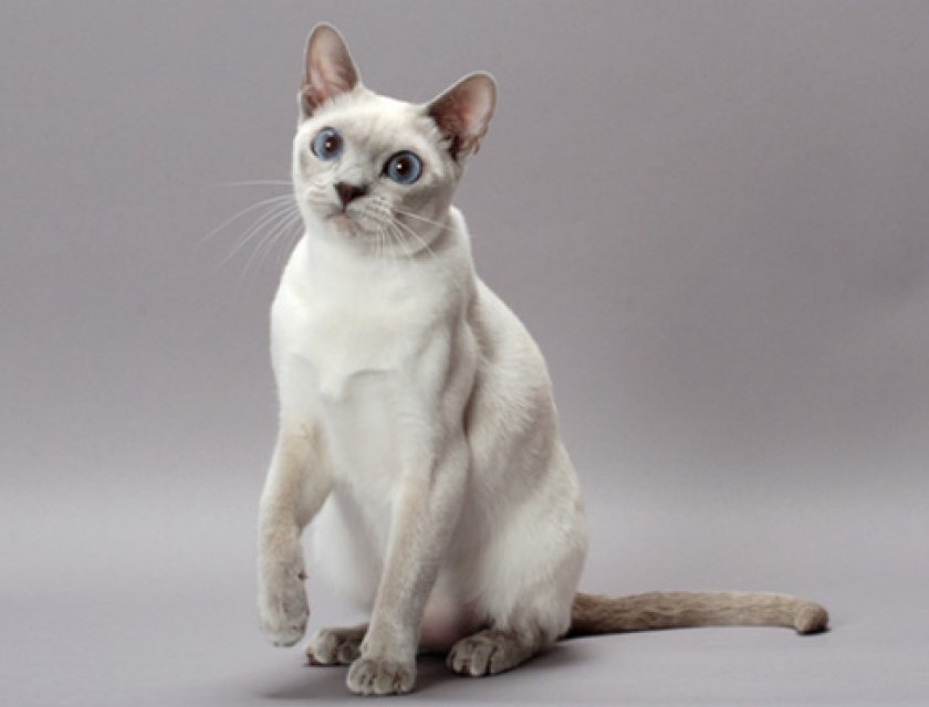 Тонкинская кошка