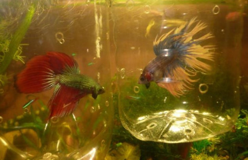 Рыба петушок