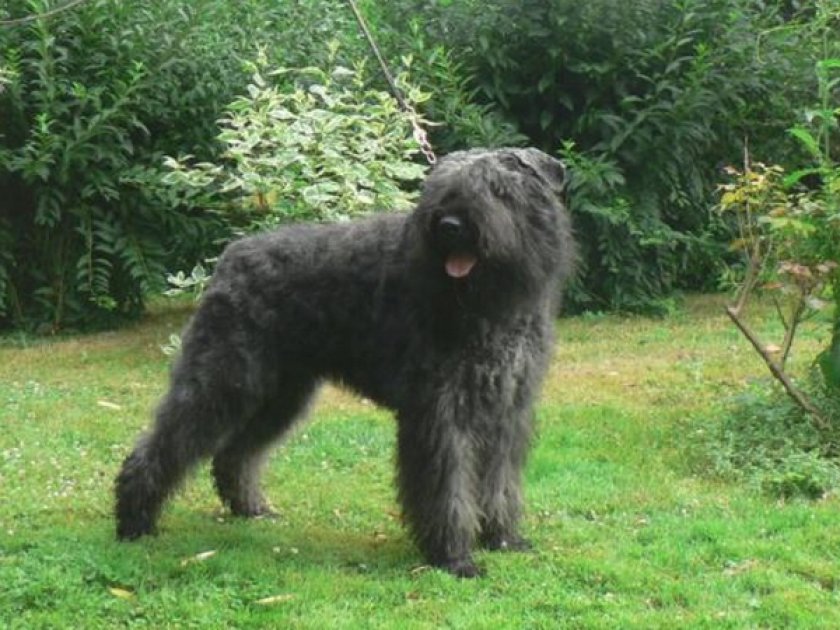 Фландрский бувье