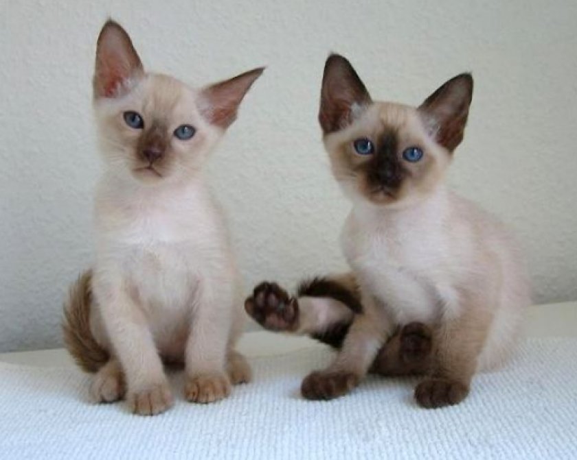 Тонкинская кошка