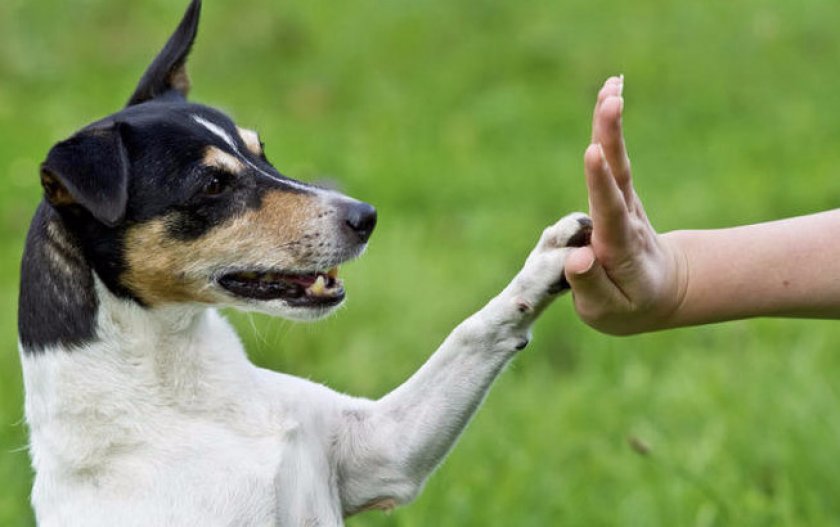 Собакотерапия Собакотерапия