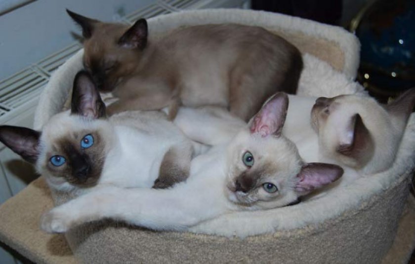 Тонкинская кошка