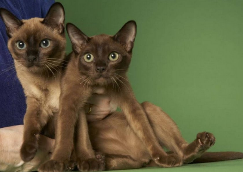 Тонкинская кошка