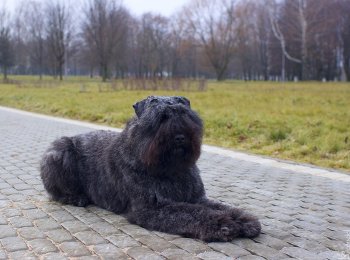 Отменный охотник и надежный защитник: порода собак фландрский бувье