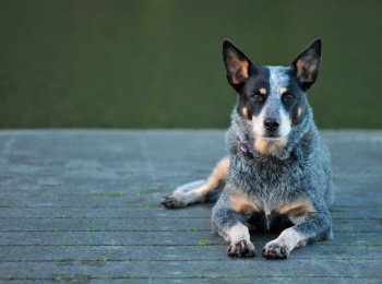 Голубой хилер (австралийский кеттл дог): особенности ухода за собакой для перегона скота