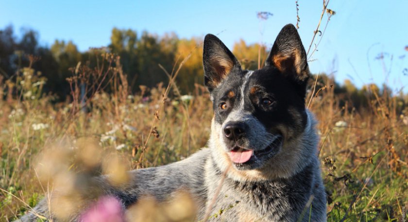 Голубой хилер