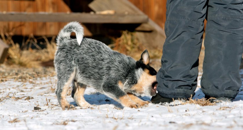 Голубой хилер