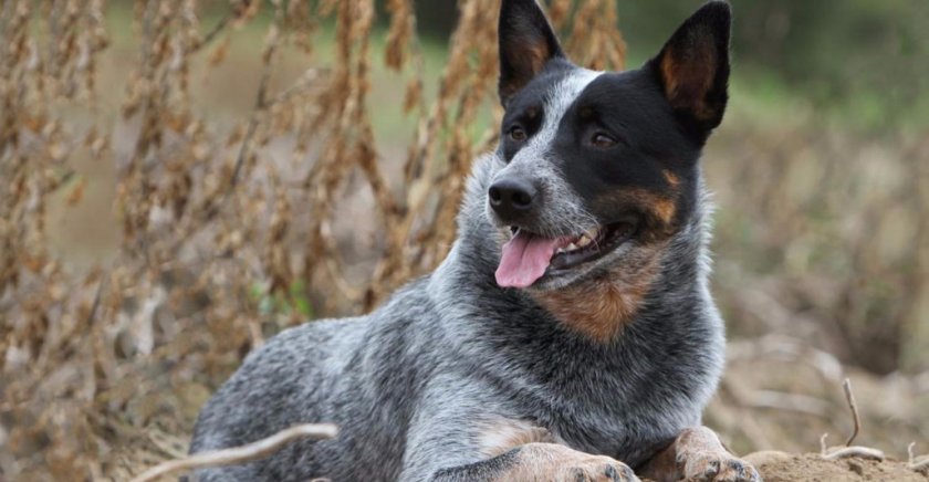 Голубой хилер