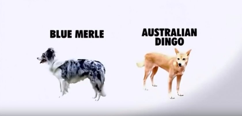 Динго и Колли