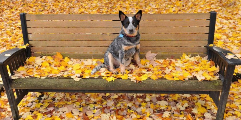 Голубой хилер