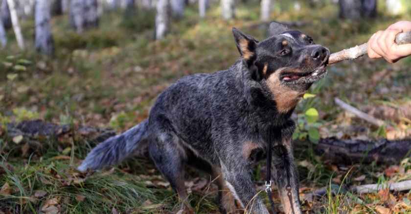 Голубой хилер