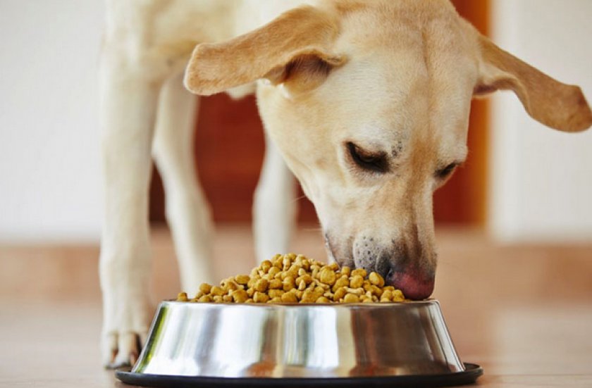 Собака кушает корм