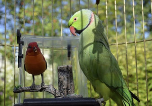 Как определить возраст ожерелового попугая?