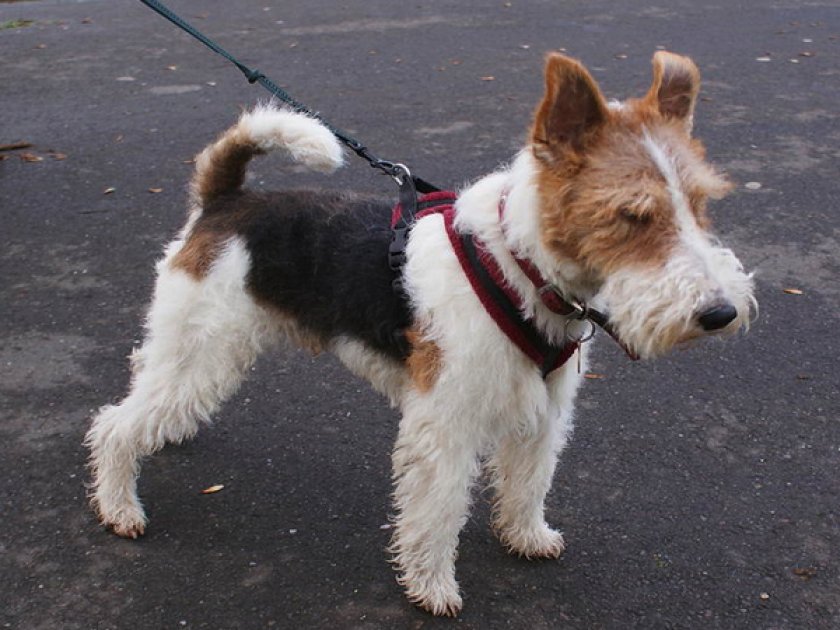 Фокстерьер жесткошерстный Фокстерьер жесткошерстный