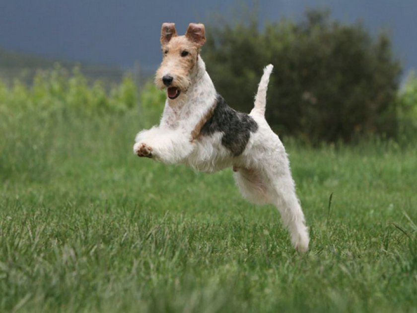 Фокстерьер жесткошерстный Фокстерьер жесткошерстный