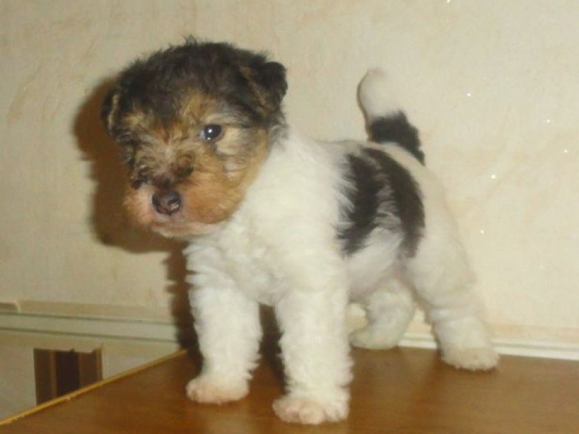 Щенок фокстерьера жесткошерстного Щенок фокстерьера жесткошерстного