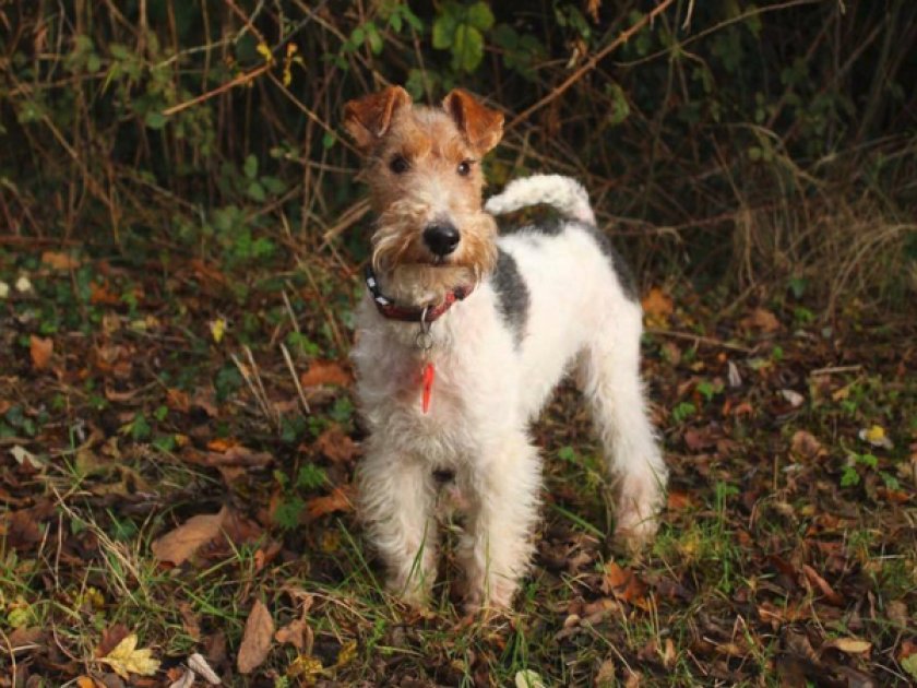 Фокстерьер жесткошерстный Фокстерьер жесткошерстный