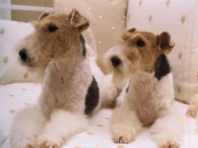 Фокстерьер жесткошерстный