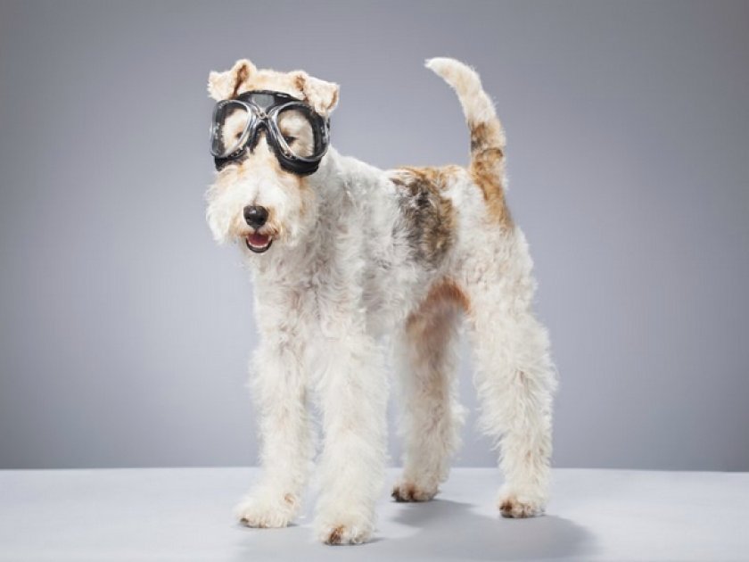 Фокстерьер жесткошерстный Фокстерьер жесткошерстный