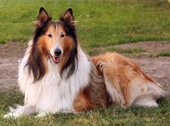 Очаровательность и преданность: порода собак колли (шотландская овчарка)