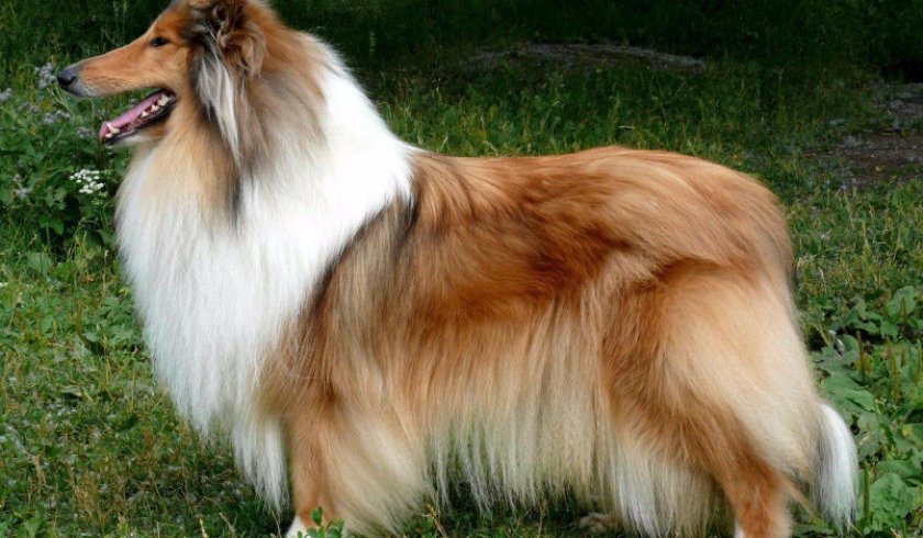 колли колли