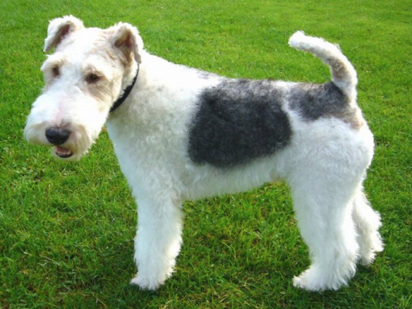 Фокстерьер жесткошерстный Фокстерьер жесткошерстный