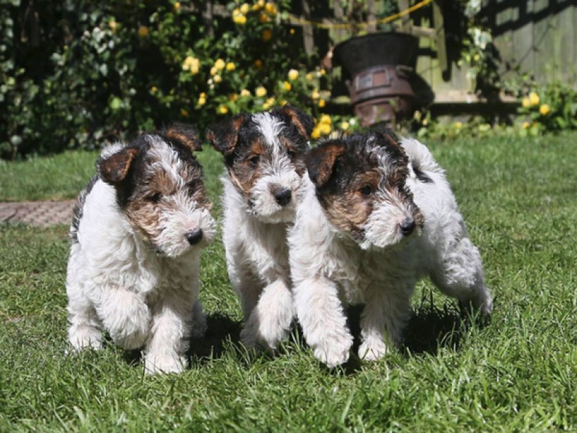 Щенки фокстерьера жесткошерстного Щенки фокстерьера жесткошерстного