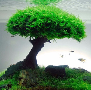 Яванский мох Яванский мох